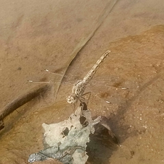 Brachythemis leucosticta