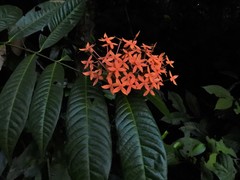 Ixora lobbii
