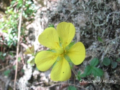Potentilla matsumurae