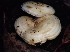 Multifurca stenophylla