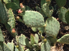 Opuntia × vaseyi