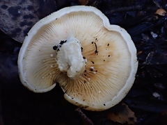 Multifurca stenophylla