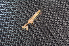 Campion tenuistrigus