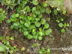 Pyrola morrisonensis