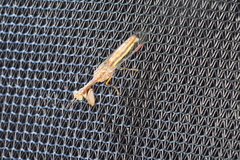 Campion tenuistrigus