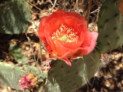 Opuntia × vaseyi