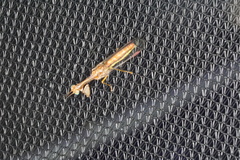 Campion tenuistrigus