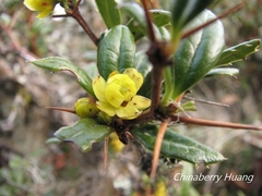 Berberis nantoensis