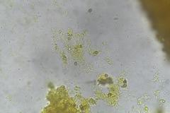 Multifurca stenophylla