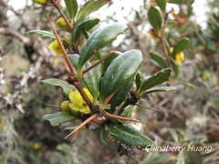 Berberis nantoensis
