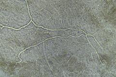 Multifurca stenophylla