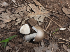 Amanita cheelii