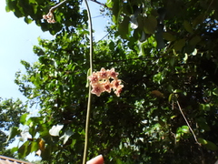 Hoya diversifolia