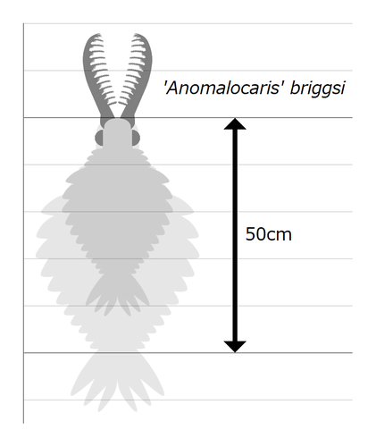 anomalocaris-briggsi-inaturalist