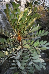 Pseudosmodingium