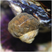 Tegula aureotincta - Photo (c) juliabohemian, alguns direitos reservados (CC BY-NC), uploaded by juliabohemian