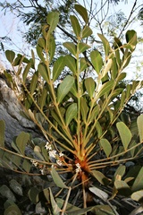 Pseudosmodingium