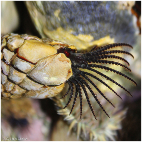 Gooseneck Barnacle, photo 6 of 8