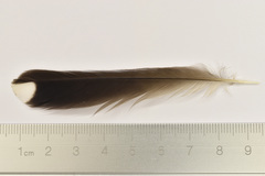 Gracupica nigricollis