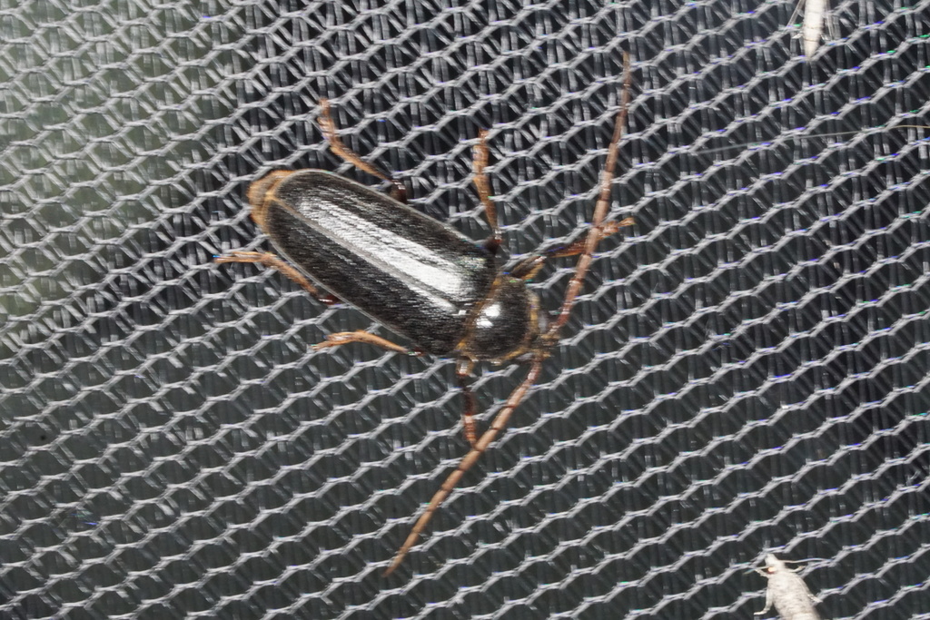 Elaptus prionoides