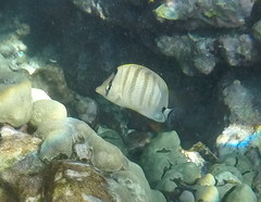 Chaetodon multicinctus