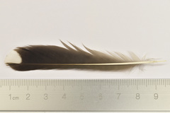 Gracupica nigricollis