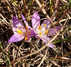 Colchicum