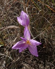 Colchicum