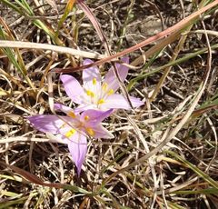 Colchicum