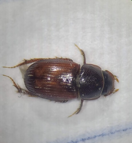 Genus Luxolinus · iNaturalist Genus Luxolinus