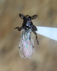 Lipoptena depressa