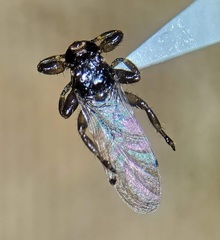 Lipoptena depressa