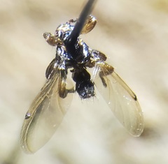 Lipoptena depressa