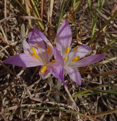 Colchicum
