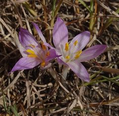Colchicum