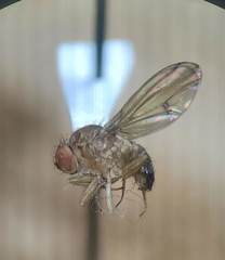 Drosophila immigrans