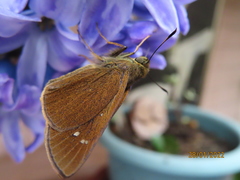 Caltoris cahira austeni