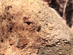 Lepidoptera