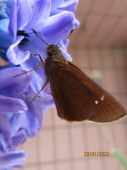 Caltoris cahira austeni