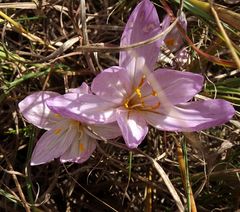 Colchicum