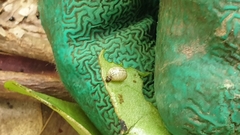 Plectonycha correntina