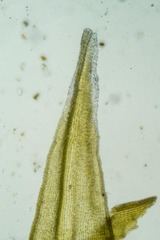 Racomitrium canescens latifolium