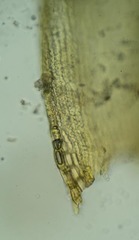 Racomitrium canescens latifolium