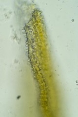 Racomitrium canescens latifolium