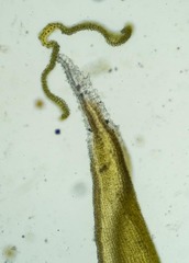 Racomitrium canescens latifolium