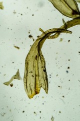 Racomitrium canescens latifolium