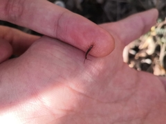 Lithobiomorpha