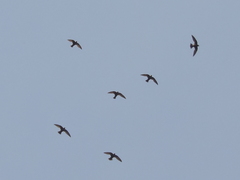 Streptoprocne semicollaris