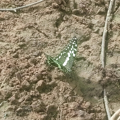Papilio demodocus demodocus