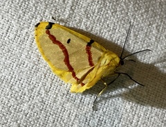 Phoenicocampa